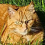 Oslo participe au concours pour gagner de l'argent avec cette photo : cat, orange_tabby, grass, outdoor, animal, pet, whiskers, fur, nature, sunlight, closeup, mammal, relaxed, eyes, face, ear, domestic_cat, wildlife, greenery, daylight