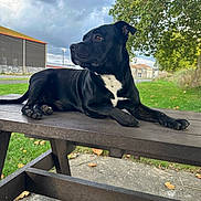 Rio a rejoint le concours — aidez-le/la à gagner de superbes lots ! dog, black_dog, outdoor, picnic_table, grass, tree, cloudy_sky, park, animal, pet, canine, resting, calm, nature, leisure, side_view, wood, bench, daytime, landscape