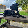 dog, black_dog, outdoor, picnic_table, grass, tree, cloudy_sky, park, animal, pet, canine, resting, calm, nature, leisure, side_view, wood, bench, daytime, landscape