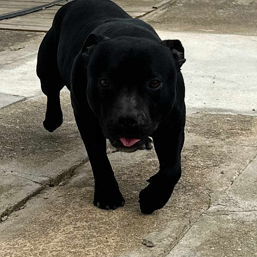 Rio participe au concours pour gagner de l'argent avec cette photo : dog, black_dog, outdoor, walking, concrete, path, wooden_post, rope, wall, animal, pet, canine, street, daylight, tongue_out, sidewalk, alone, closeup, muzzle, paw