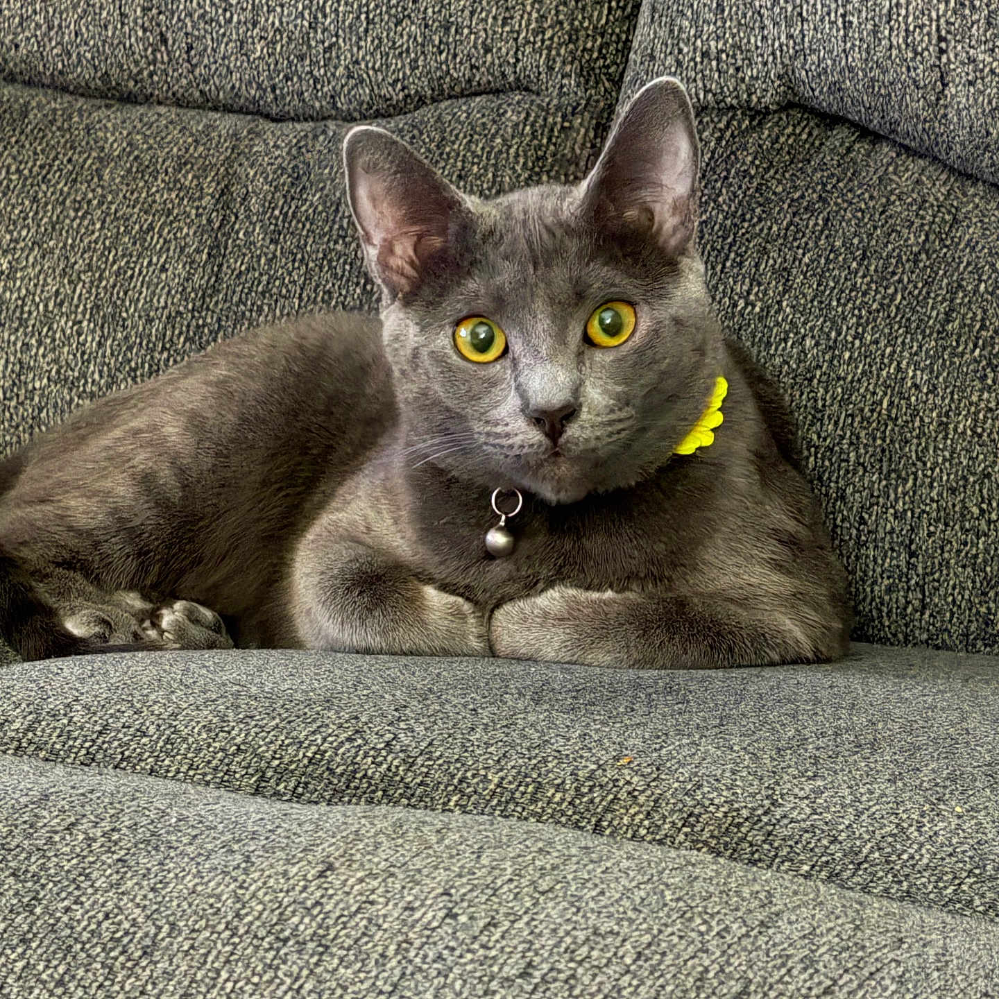 Opal joined the competition — help win amazing prizes! animal, cat, closeup, collar, couch, cozy, cute, domestic_cat, feline, furniture, gray_cat, home, indoor, pet, portrait, relaxed, resting, seated, soft_texture, yellow_eyes