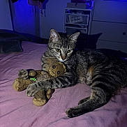 Zaya a rejoint le concours — aidez-le/la à gagner de superbes lots ! cat, tabby, plush_toy, bed, purple_bedspread, indoor, furniture, doll, toy, animal, pet, relaxing, cozy, clutching, groot, soft_toy, purple, blue_light, shadow, room