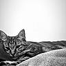 Zaya participe au concours pour gagner de l'argent avec cette photo : cat, tabby, animal, pet, feline, indoor, blanket, resting, sleepy, cozy, fur, whiskers, monochrome, black_and_white, portrait, close_up, cute, relaxed, soft_texture, home