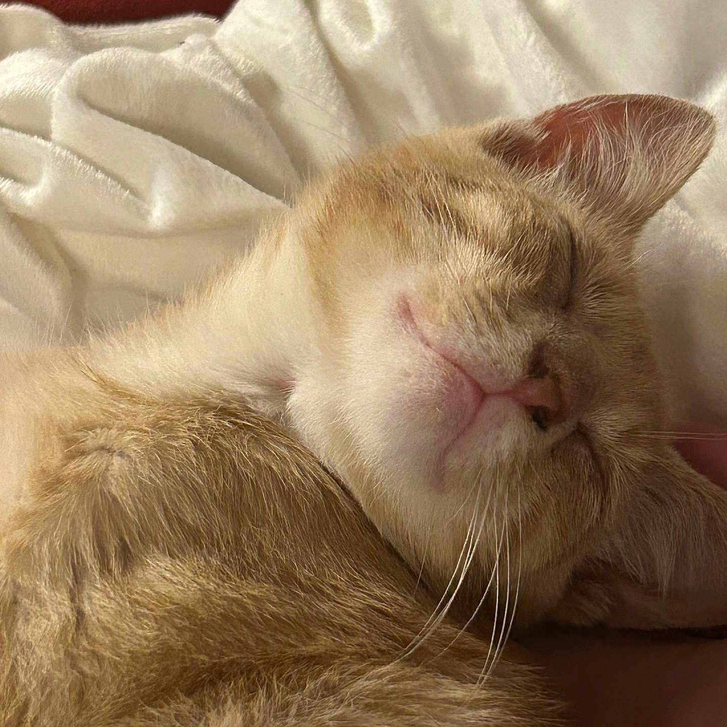 Ollie