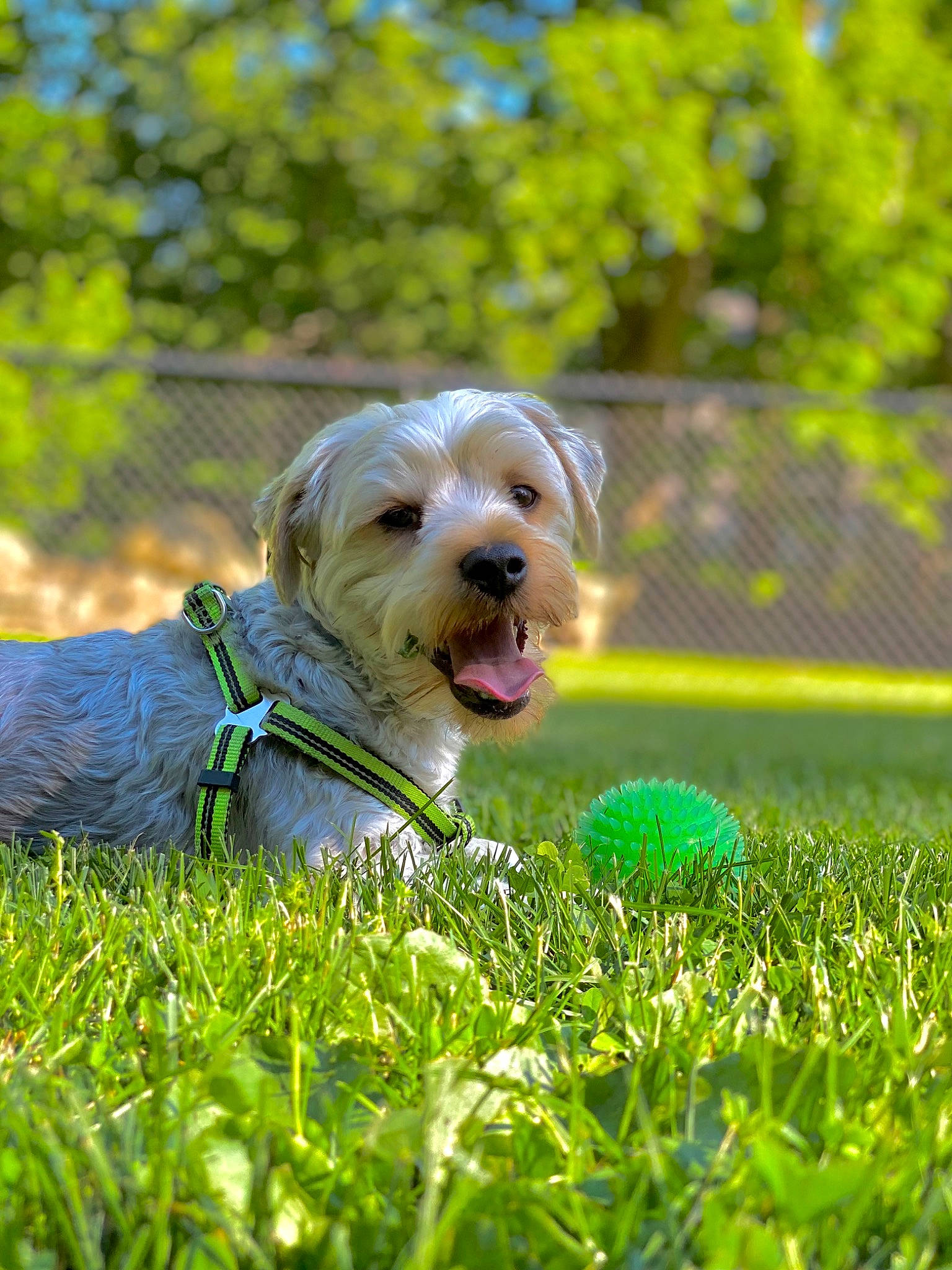 Buddy is registered to the contest to win money with this photo: ball, canidae, carnivore, companion_dog, dog, dog_breed, dog_collar, dog_supply, fawn, grass, lawn, pet_supply, plant, snout, sporting_group, sunlight, tennis_ball, toy, toy_dog, tree