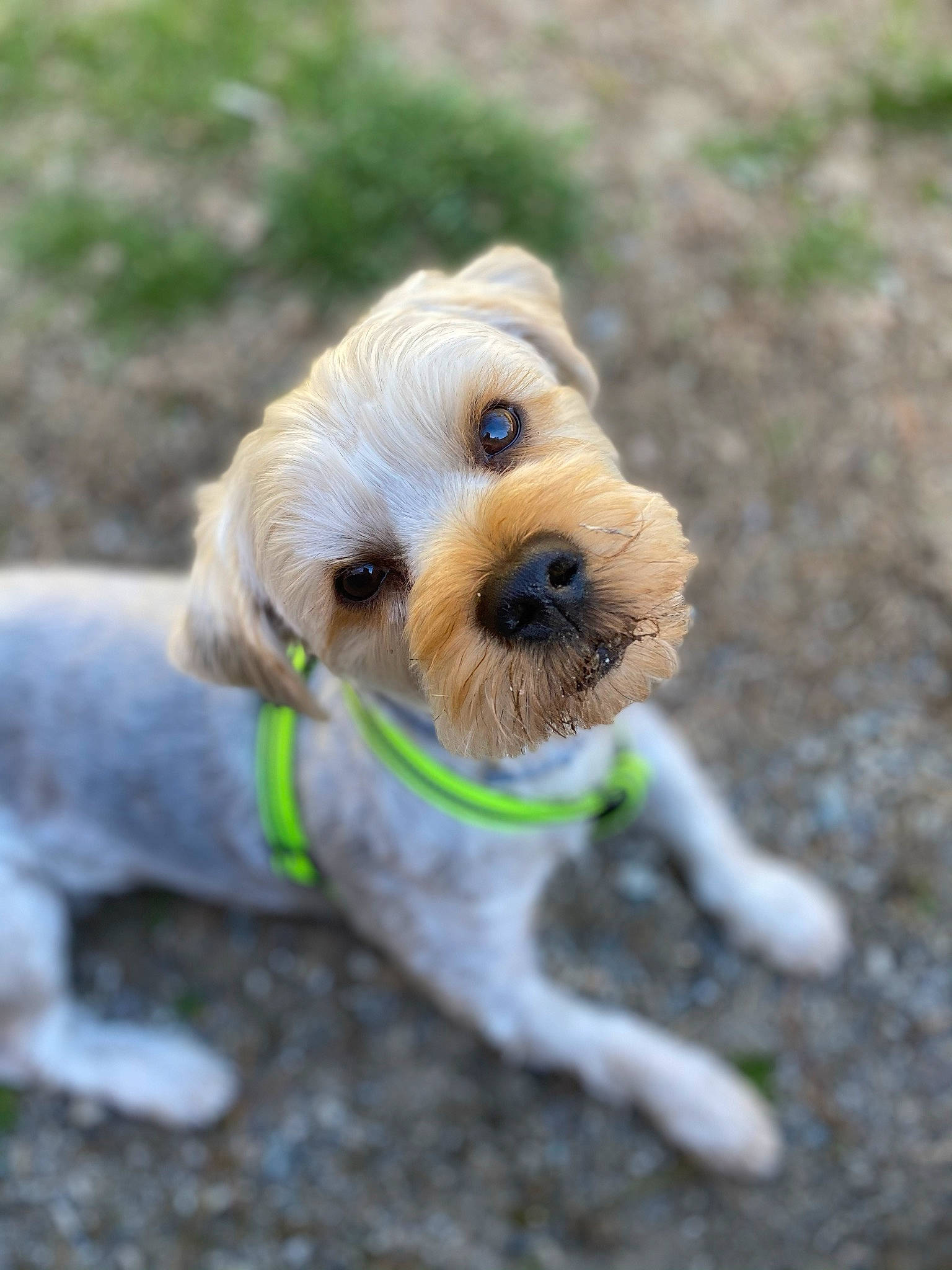 Buddy joined the competition — help win amazing prizes! canidae, carnivore, collar, companion_dog, dog, dog_breed, dog_collar, dog_supply, fawn, fur, grass, leash, liver, pet_supply, plant, snout, sporting_group, toy_dog, wood, working_animal