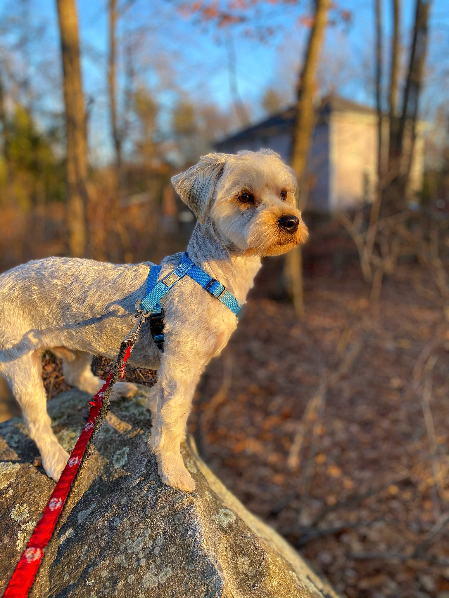 Buddy joined the competition — help win amazing prizes! carnivore, collar, companion_dog, dog, dog_breed, dog_collar, dog_supply, electric_blue, fawn, forest, liver, plant, sky, soil, sporting_group, tail, terrestrial_animal, tree, wood, working_animal