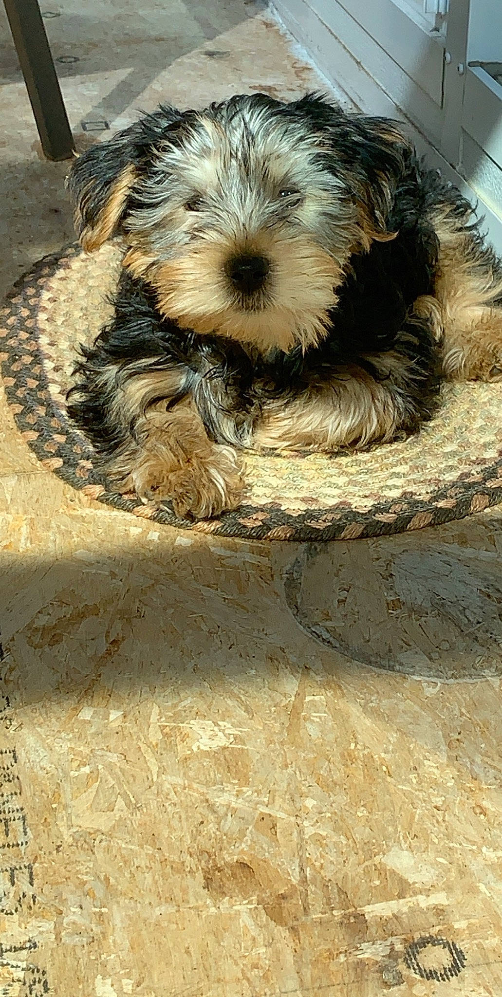 Buddy is registered to the contest to win money with this photo: carnivore, companion_dog, concrete, dog, dog_breed, fur, road_surface, rock, shadow, small_terrier, snout, soil, sporting_group, terrestrial_animal, terrier, toy_dog