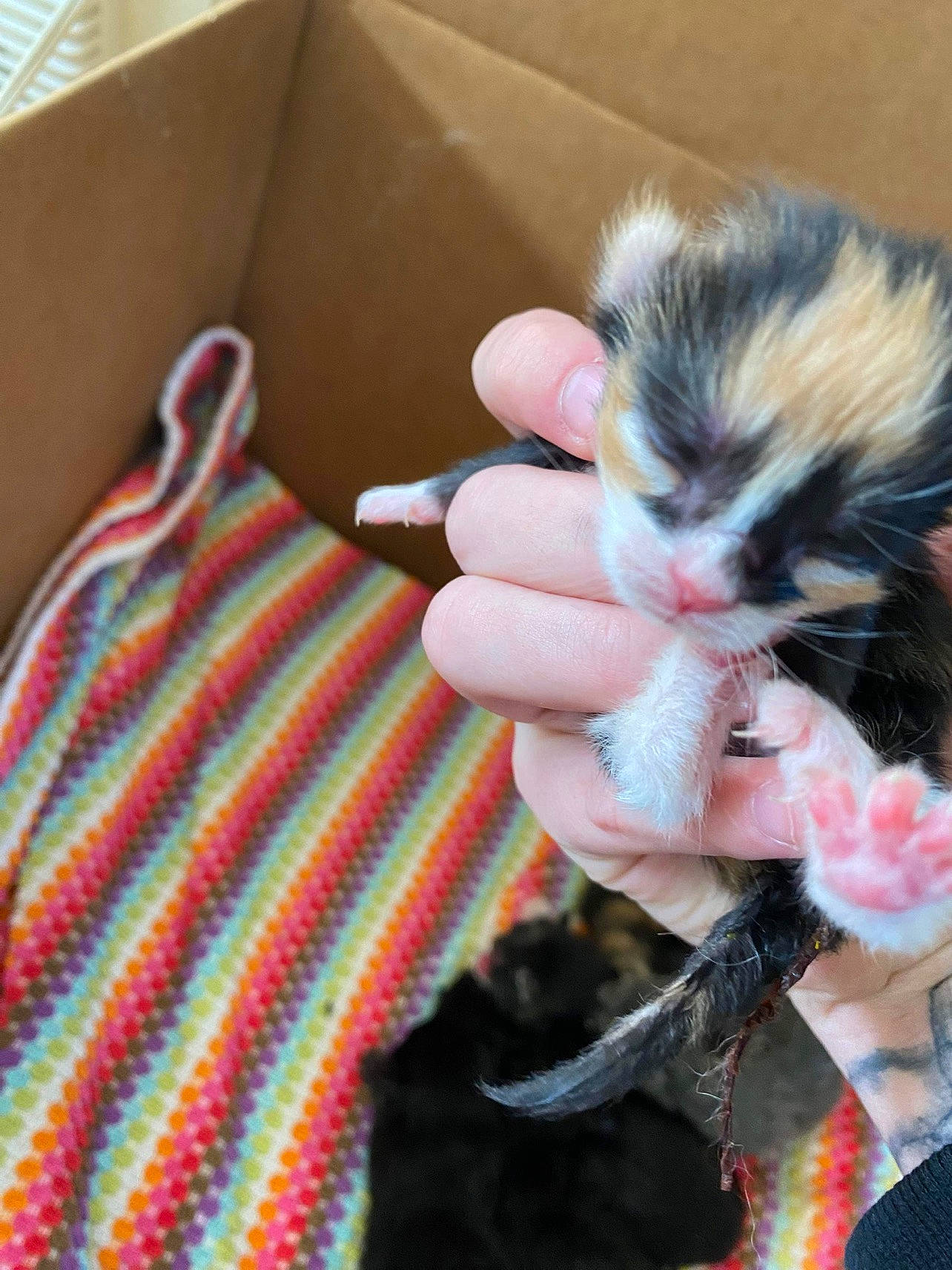 Harlow is registered to the contest to win money with this photo: carnivore, cat, companion_dog, domestic_short_haired_cat, dress, fashion_accessory, fawn, felidae, foot, fur, hand, human_body, human_leg, nail, paw, small_to_medium_sized_cats, tail, textile, whiskers, woolen