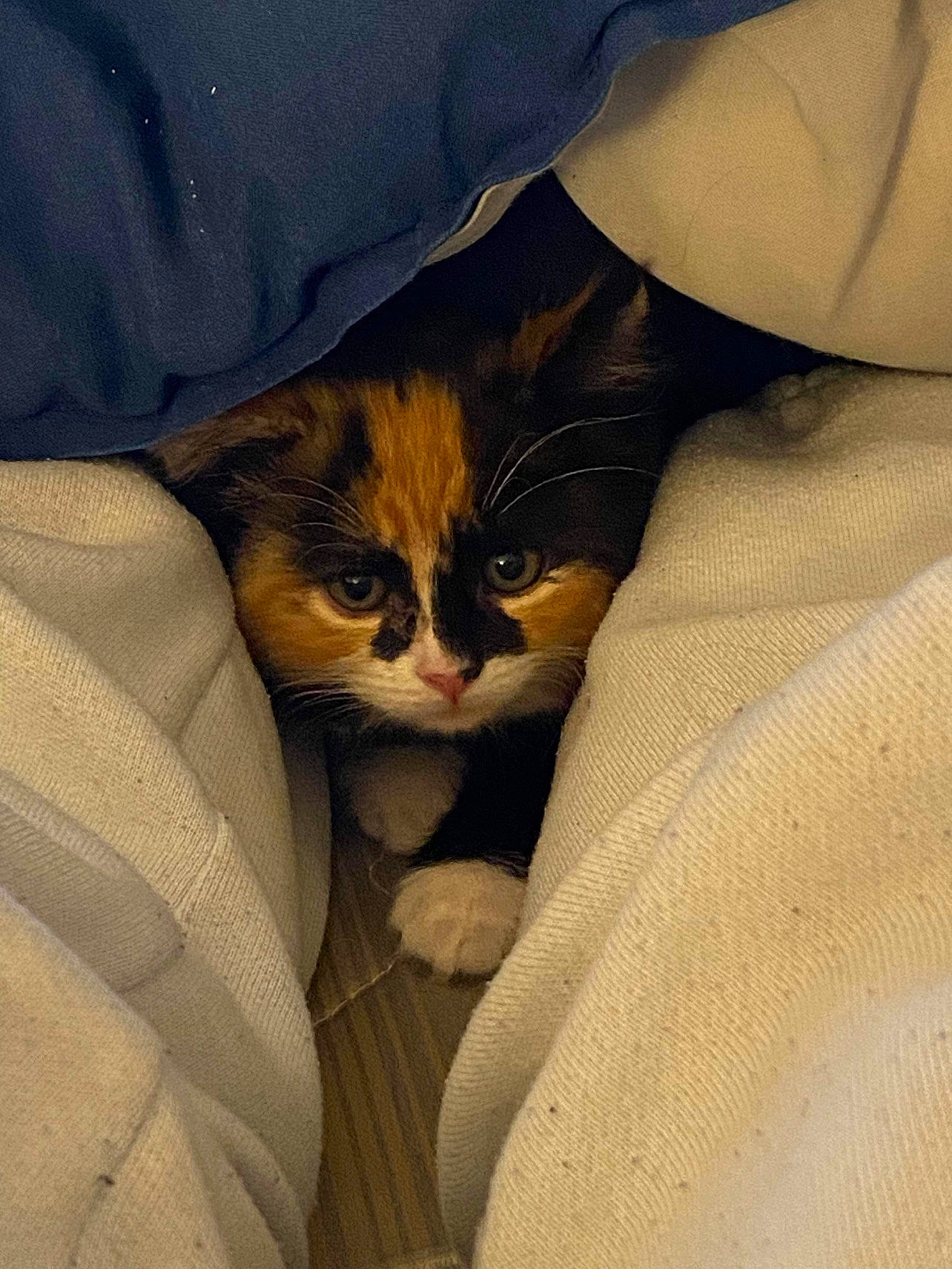 Harlow joined the competition — help win amazing prizes! bag, box, carnivore, cat, comfort, domestic_short_haired_cat, fawn, felidae, fur, linens, sleeve, small_to_medium_sized_cats, whiskers