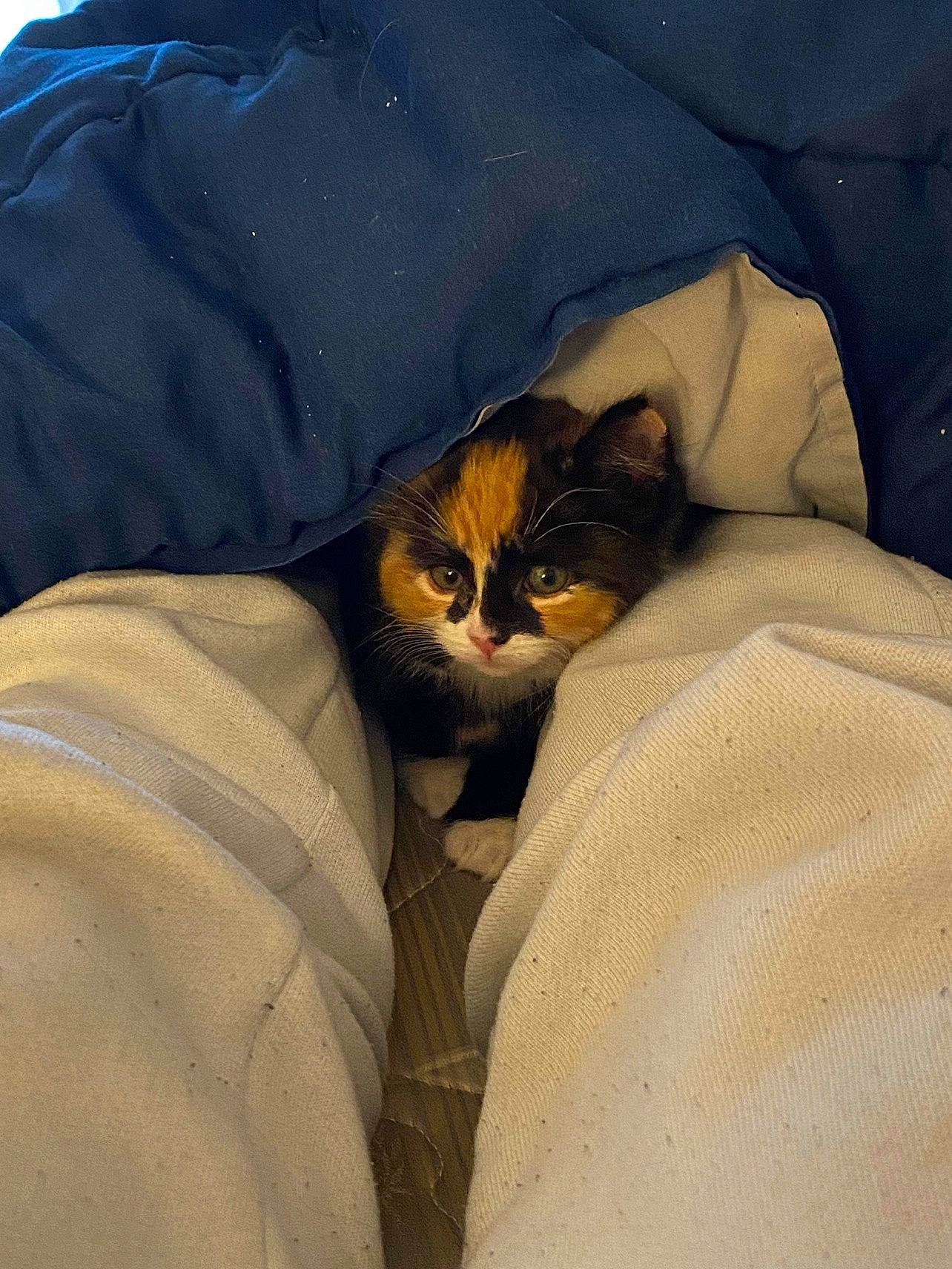 Harlow is registered to the contest to win money with this photo: bag, bedding, blanket, brown, carnivore, cat, comfort, duvet, felidae, fur, linens, sleeve, small_to_medium_sized_cats, textile, whiskers