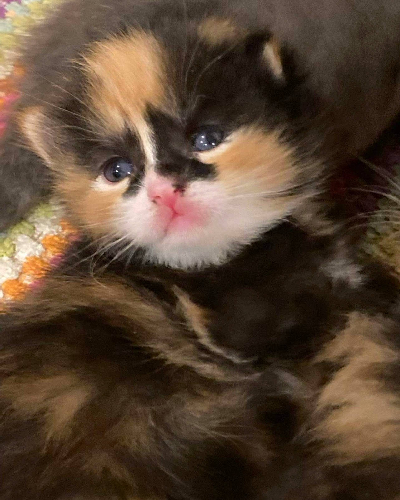 Harlow is registered to the contest to win money with this photo: canidae, carnivore, cat, claw, companion_dog, dog_breed, domestic_short_haired_cat, eye, fawn, felidae, fur, hair, head, paw, sitting, small_to_medium_sized_cats, snout, tail, terrestrial_animal, whiskers