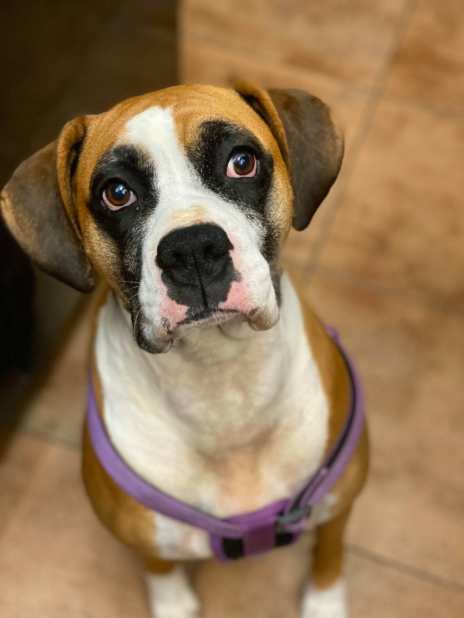 Stella Bella joined the competition — help win amazing prizes! canidae, carnivore, collar, companion_dog, dog, dog_breed, dog_collar, dog_supply, fawn, non_sporting_group, pet_supply, snout, sporting_group, whiskers, working_animal, working_dog