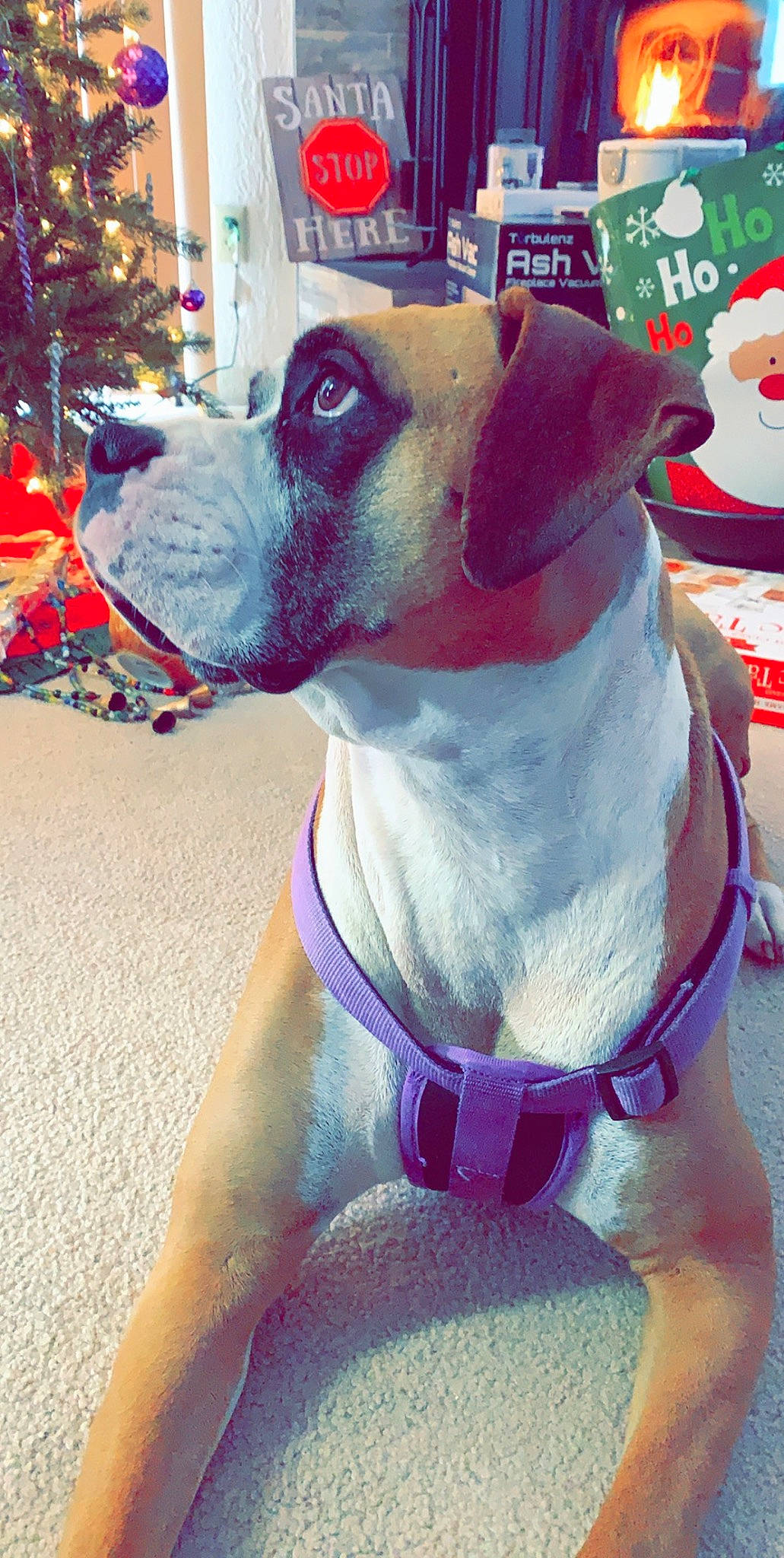 Stella Bella is registered to the contest to win money with this photo: canidae, carnivore, collar, companion_dog, dog, dog_breed, dog_collar, dog_supply, electric_blue, event, fawn, leash, non_sporting_group, pet_supply, pink, selfie, snout, sporting_group, whiskers, working_animal