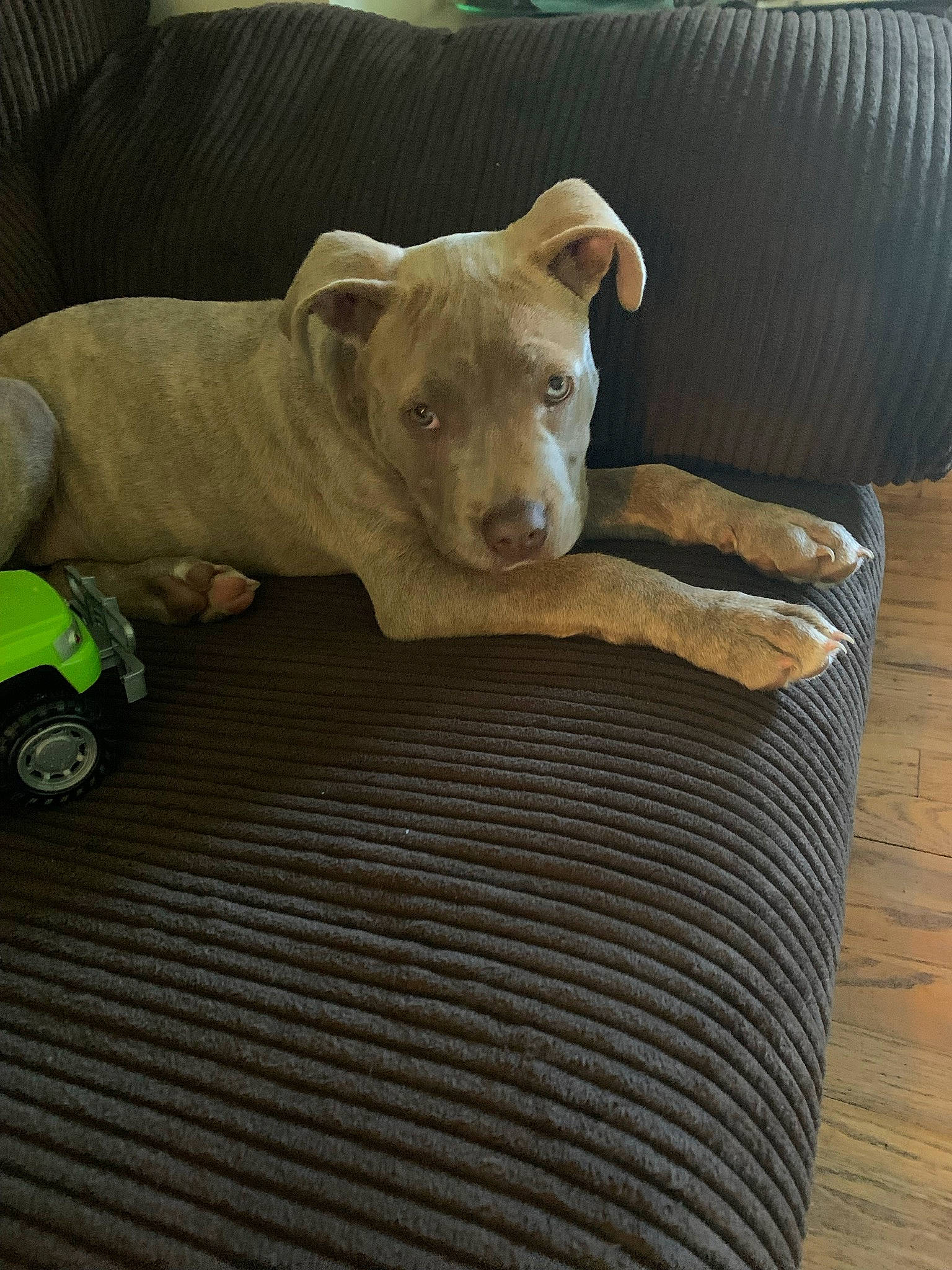 Rebel is registered to the contest to win money with this photo: canidae, carnivore, comfort, companion_dog, couch, dog, dog_breed, fawn, felidae, flooring, hardwood, snout, tail, terrestrial_animal, tire, toy_dog, wheel, whiskers, wood, working_animal