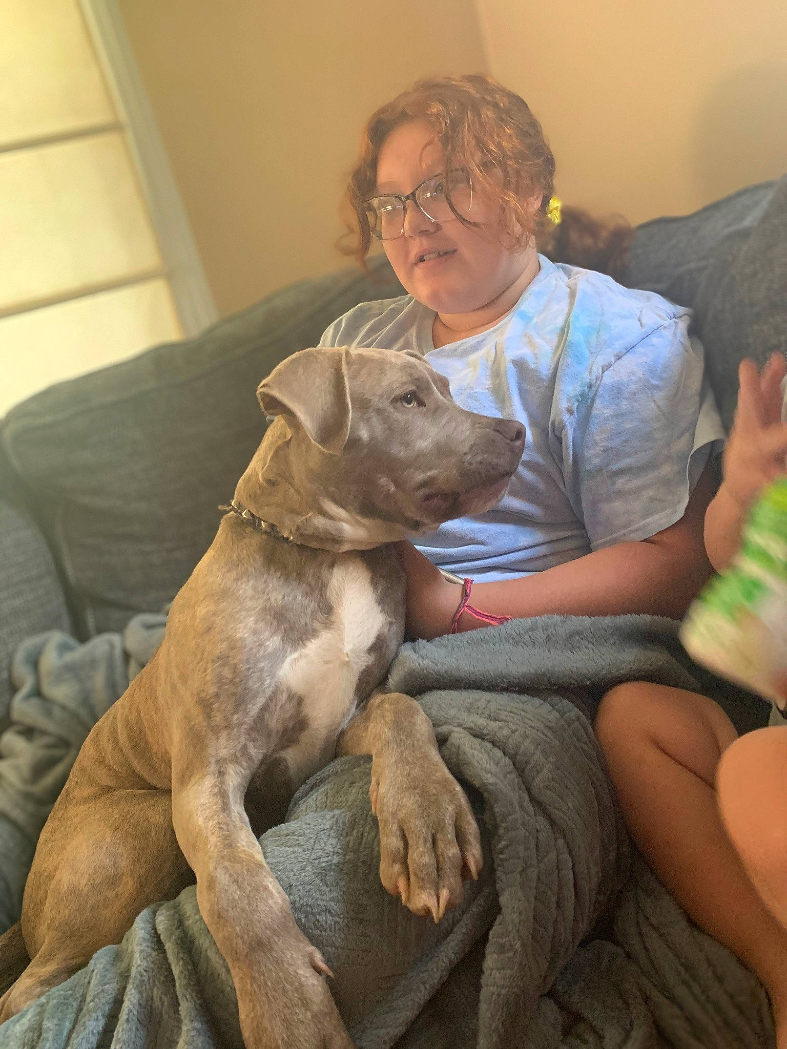 Rebel joined the competition — help win amazing prizes! canidae, carnivore, comfort, companion_dog, couch, dog, dog_breed, ear, event, fawn, happy, lap, liver, puppy_love, shorts, sitting, smile, sporting_group, thigh, working_animal