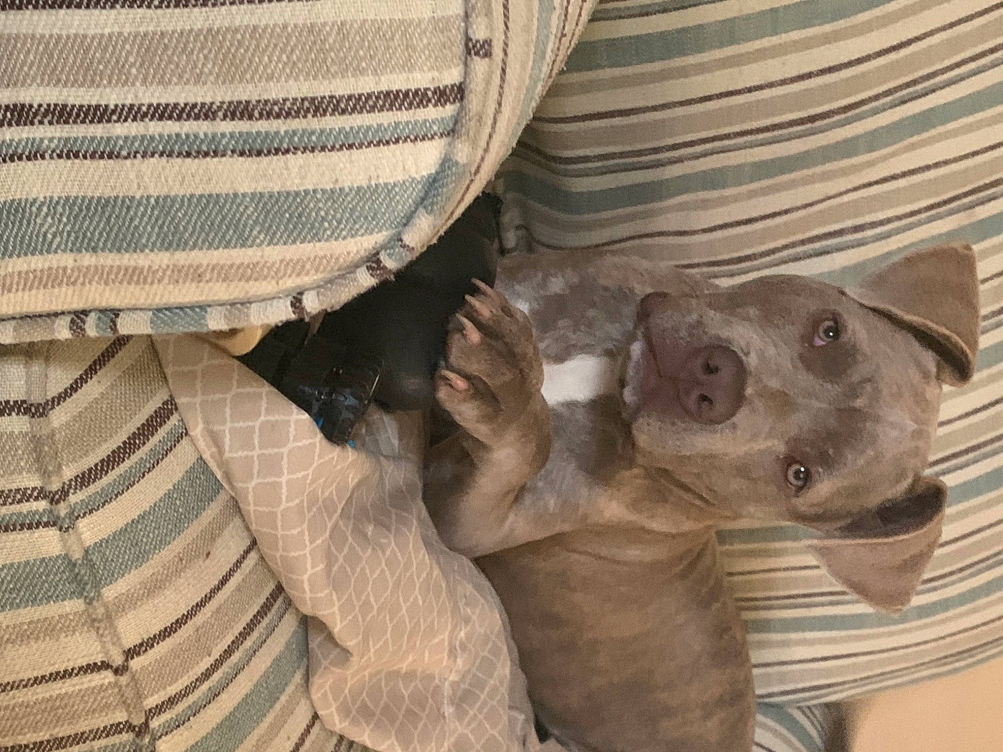 Rebel is registered to the contest to win money with this photo: art, artifact, automotive_tire, automotive_wheel_system, carving, comfort, dog_breed, fawn, foot, pattern, paw, plaid, sculpture, snout, statue, terrestrial_animal, visual_arts, wood, working_animal, wrinkle