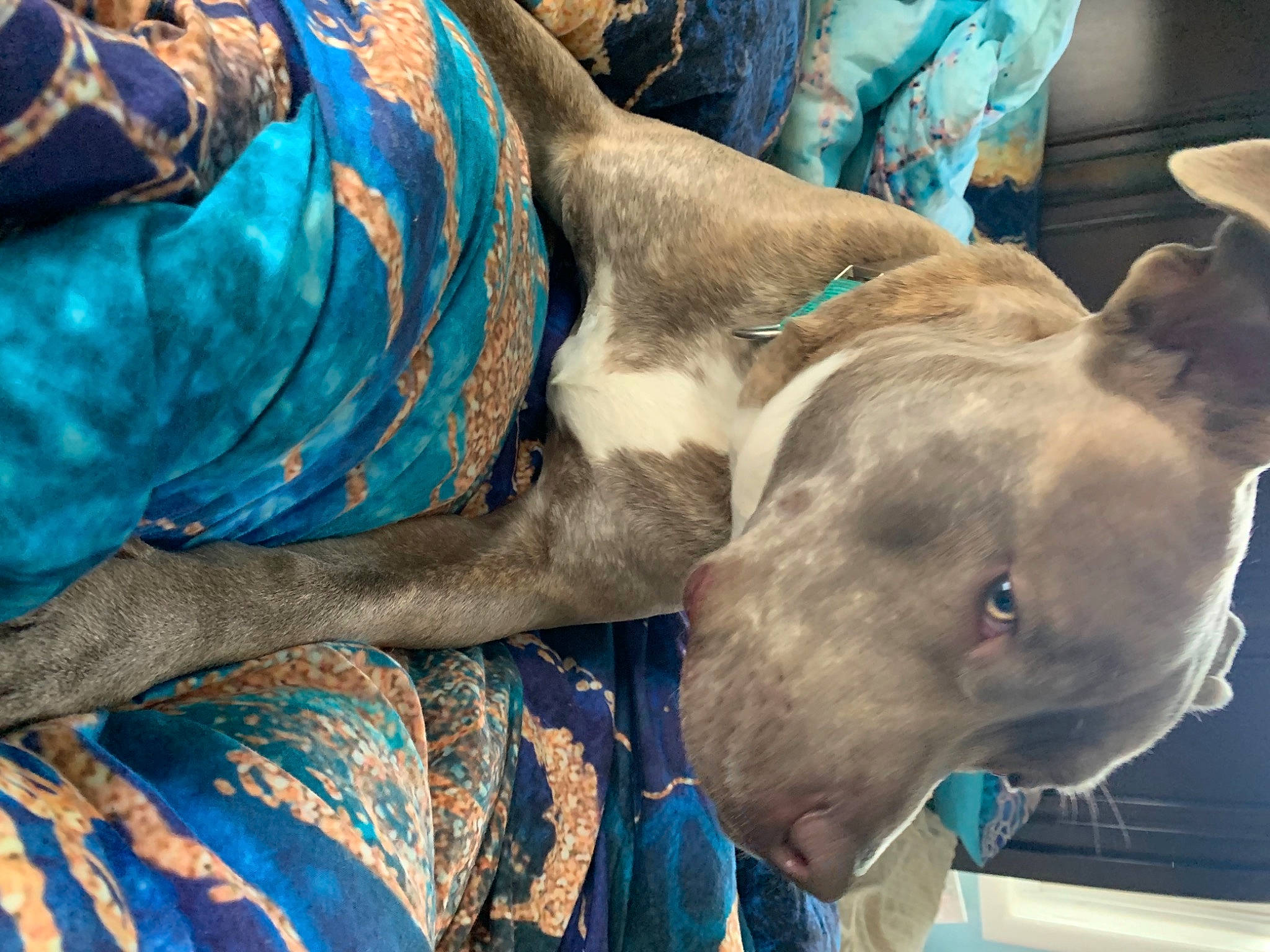 Rebel is registered to the contest to win money with this photo: blue, canidae, carnivore, comfort, companion_dog, dog, dog_breed, electric_blue, fawn, fur, human_leg, linens, liver, pattern, rampur_greyhound, sighthound, sporting_group, weimaraner, working_animal, wrinkle