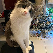 Loki a rejoint le concours — aidez-le/la à gagner de superbes lots ! cat, indoor, christmas_tree, holiday_decor, furniture, chair, pet, curious, fluffy, white, gray, ornaments, star, festive, home, window, curtains, floor, decorations, cozy