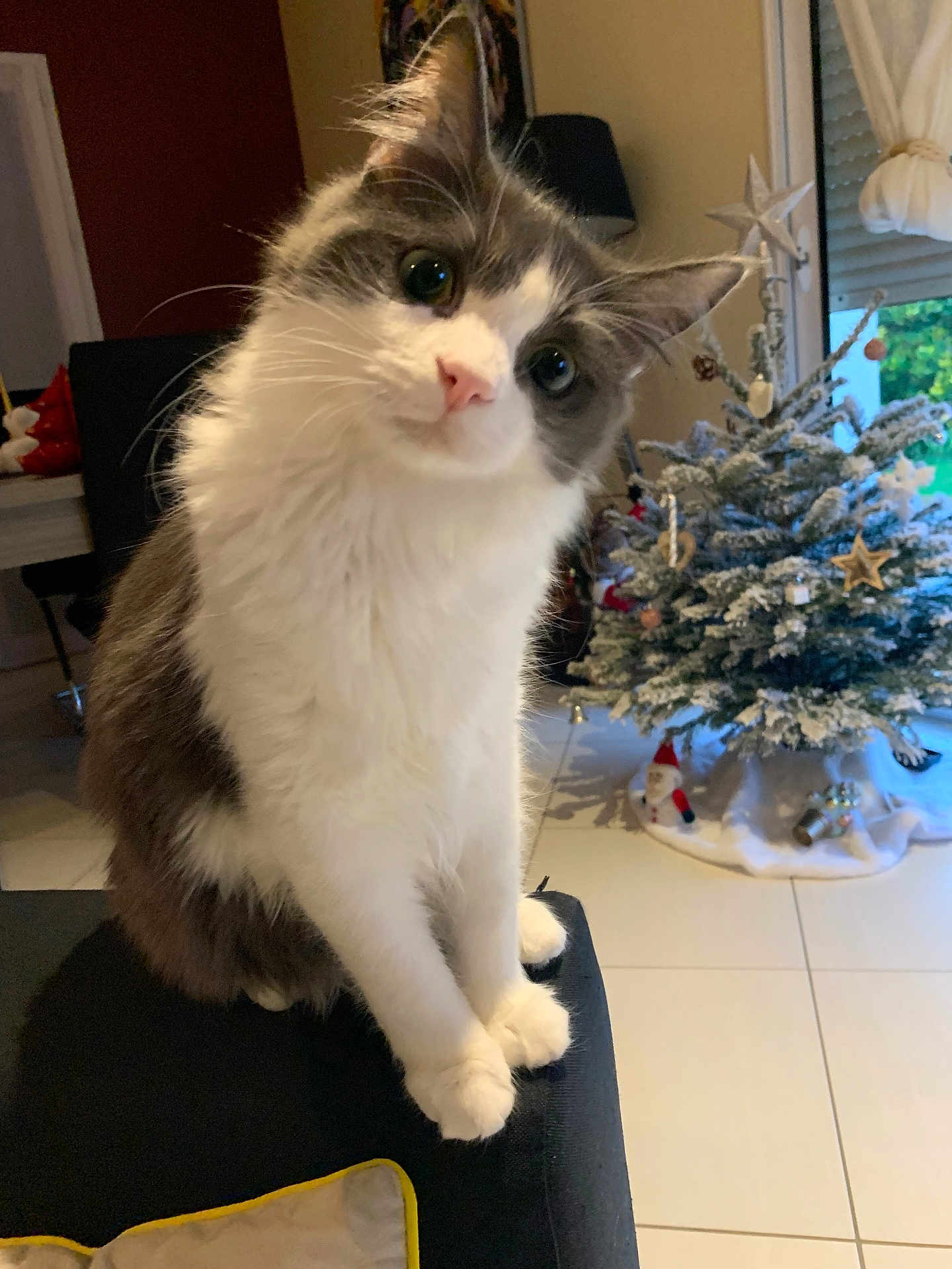 Loki a rejoint le concours — aidez-le/la à gagner de superbes lots ! cat, indoor, christmas_tree, holiday_decor, furniture, chair, pet, curious, fluffy, white, gray, ornaments, star, festive, home, window, curtains, floor, decorations, cozy