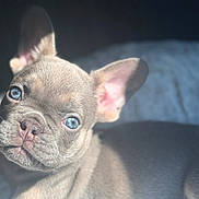 Milo is registered to the contest to win money with this photo: adorable, animal, blue_eyes, close_up, cute, dog, ears, french_bulldog, fur, indoor, looking_at_camera, nose, pet, portrait, puppy, shallow_depth_of_field, sitting, soft_light, wrinkles, young