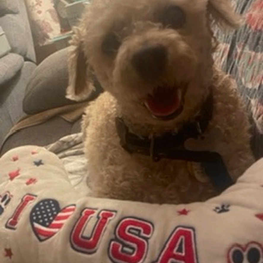 Cody is registered to the contest to win money with this photo: animal, canine, computerhardware, couch, cushion, dog, electronics, furniture, hardware, homedecor, indoors, monitor, person, pet, poodle, puppy, screen, snout, terrier, text
