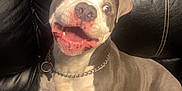 Gunner joined the competition — help win amazing prizes! animal, black_leather_couch, canine, chain_collar, companion, cute, dog, domestic_animal, ears_up, friendly, fur, happy, house, indoor, pet, pitbull, playful, sitting, smiling, tongue_out