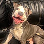 Gunner joined the competition — help win amazing prizes! dog, pitbull, smiling, pet, indoor, black_leather_couch, chain_collar, happy, canine, animal, sitting, tongue_out, ears_up, friendly, domestic_animal, cute, playful, house, fur, companion
