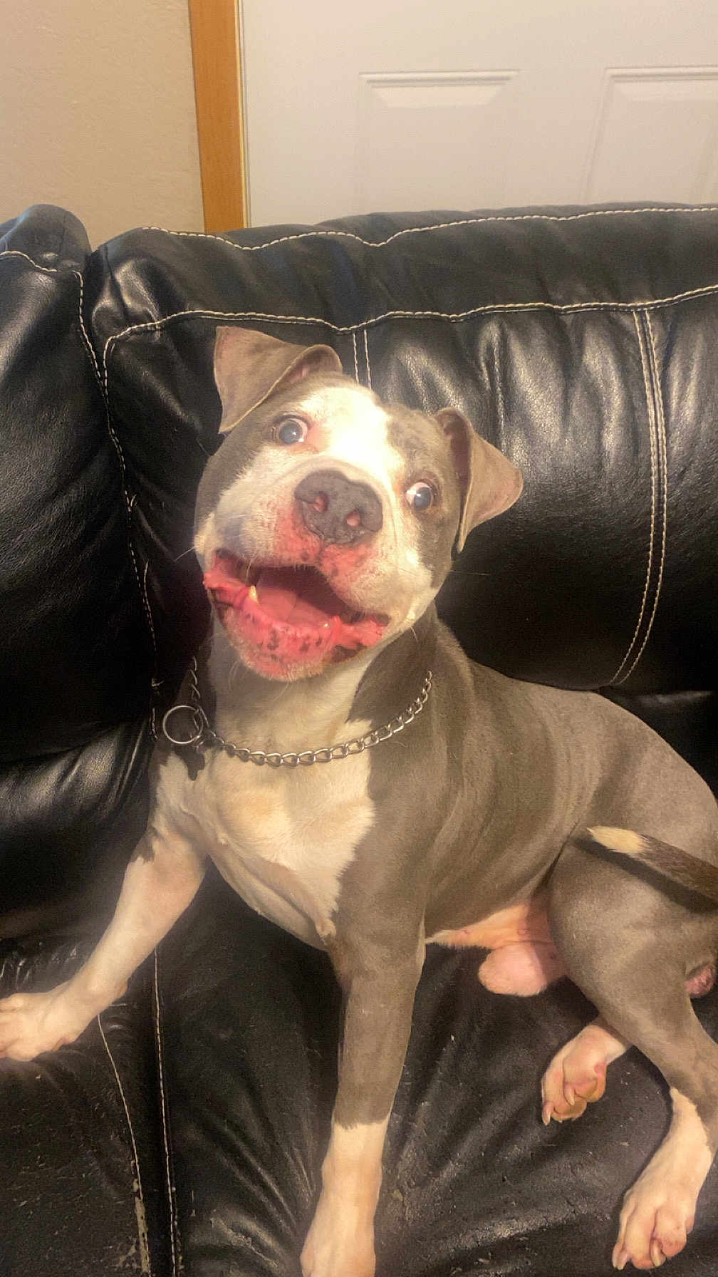 Gunner joined the competition — help win amazing prizes! dog, pitbull, smiling, pet, indoor, black_leather_couch, chain_collar, happy, canine, animal, sitting, tongue_out, ears_up, friendly, domestic_animal, cute, playful, house, fur, companion