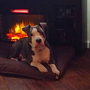 Gunner is registered to the contest to win money with this photo: dog, fireplace, cushion, indoor, pet, wood_floor, relaxing, warm_light, home, animal, cozy, resting, brown, white, snout, ears, flooring, comfort, living_room, furniture