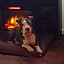 dog, fireplace, cushion, indoor, pet, wood_floor, relaxing, warm_light, home, animal, cozy, resting, brown, white, snout, ears, flooring, comfort, living_room, furniture