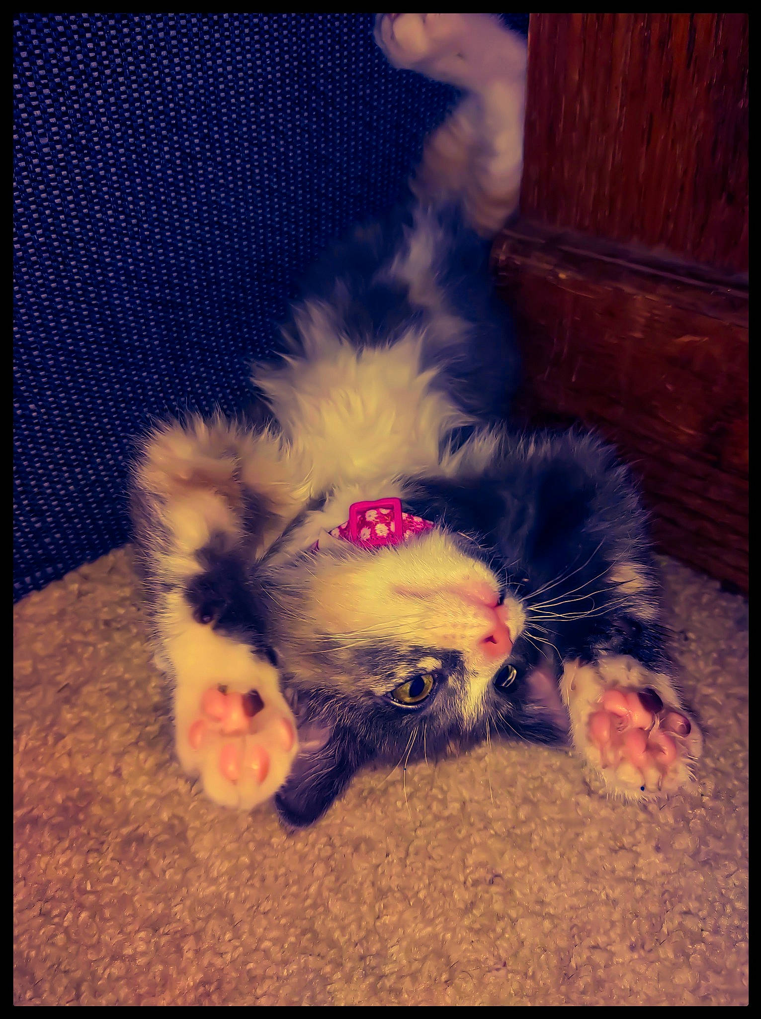 Niya is registered to the contest to win money with this photo: canidae, carnivore, cat, claw, companion_dog, dog_breed, ear, fawn, fur, japanese_chin, paw, puppy, tail, whiskers