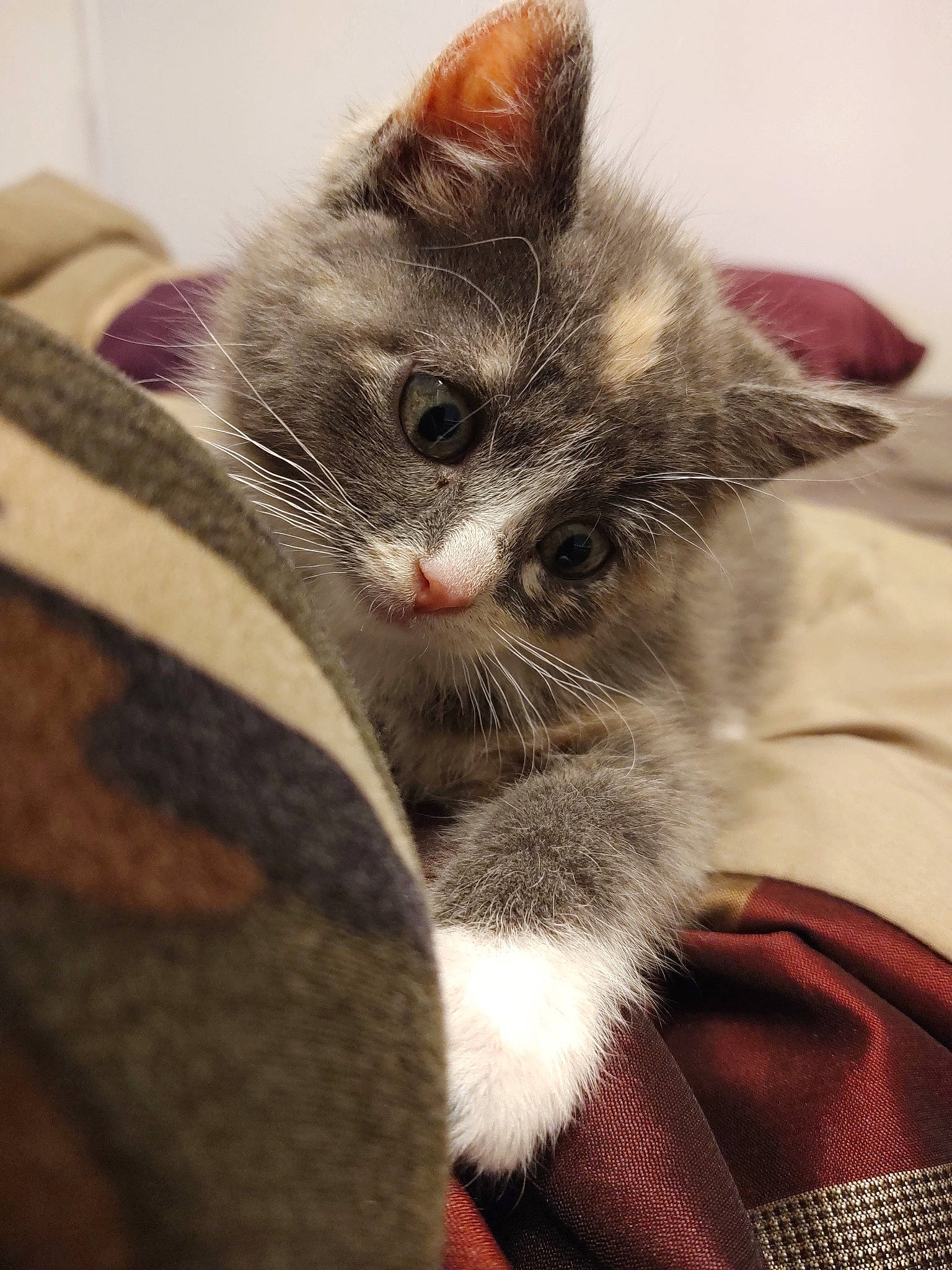 Niya is registered to the contest to win money with this photo: asian, carnivore, cat, domestic_short_haired_cat, ear, european_shorthair, felidae, fur, kitten, mammal, norwegian_forest_cat, small_to_medium_sized_cats, snout, tabby_cat, whiskers