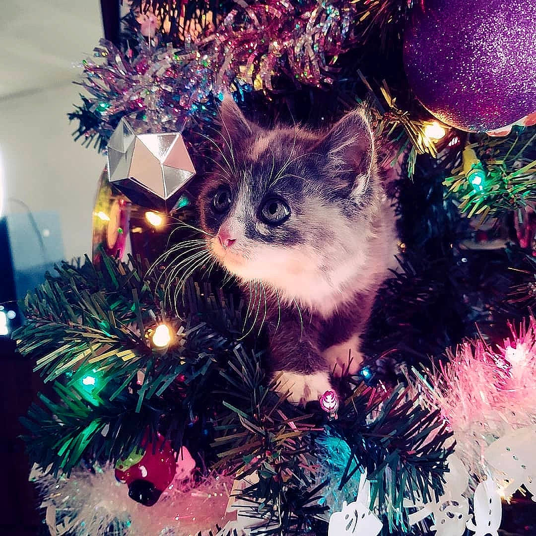 Niya is registered to the contest to win money with this photo: branch, cat, christmas, christmas_decoration, christmas_eve, christmas_ornament, christmas_tree, conifer, event, felidae, fir, kitten, ornament, plant, sky, small_to_medium_sized_cats, spruce, tree, whiskers, woody_plant