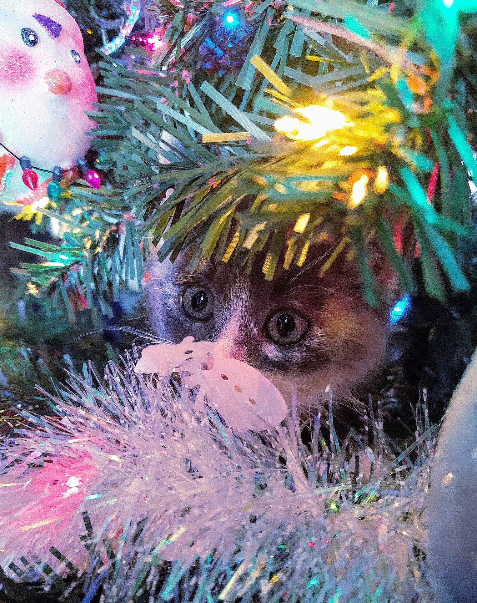 Niya joined the competition — help win amazing prizes! christmas, christmas_decoration, christmas_lights, christmas_ornament, christmas_tree, event, festival, fete, fir, holiday, holiday_ornament, ornament, pine_family, plant, tree