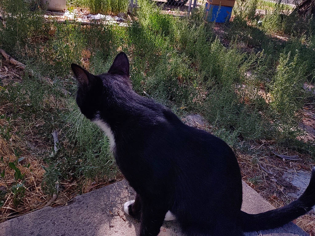 Lightning is registered to the contest to win money with this photo: black_cat, bombay, carnivore, cat, felidae, grass, plant, sky, small_to_medium_sized_cats, tail, tree, whiskers