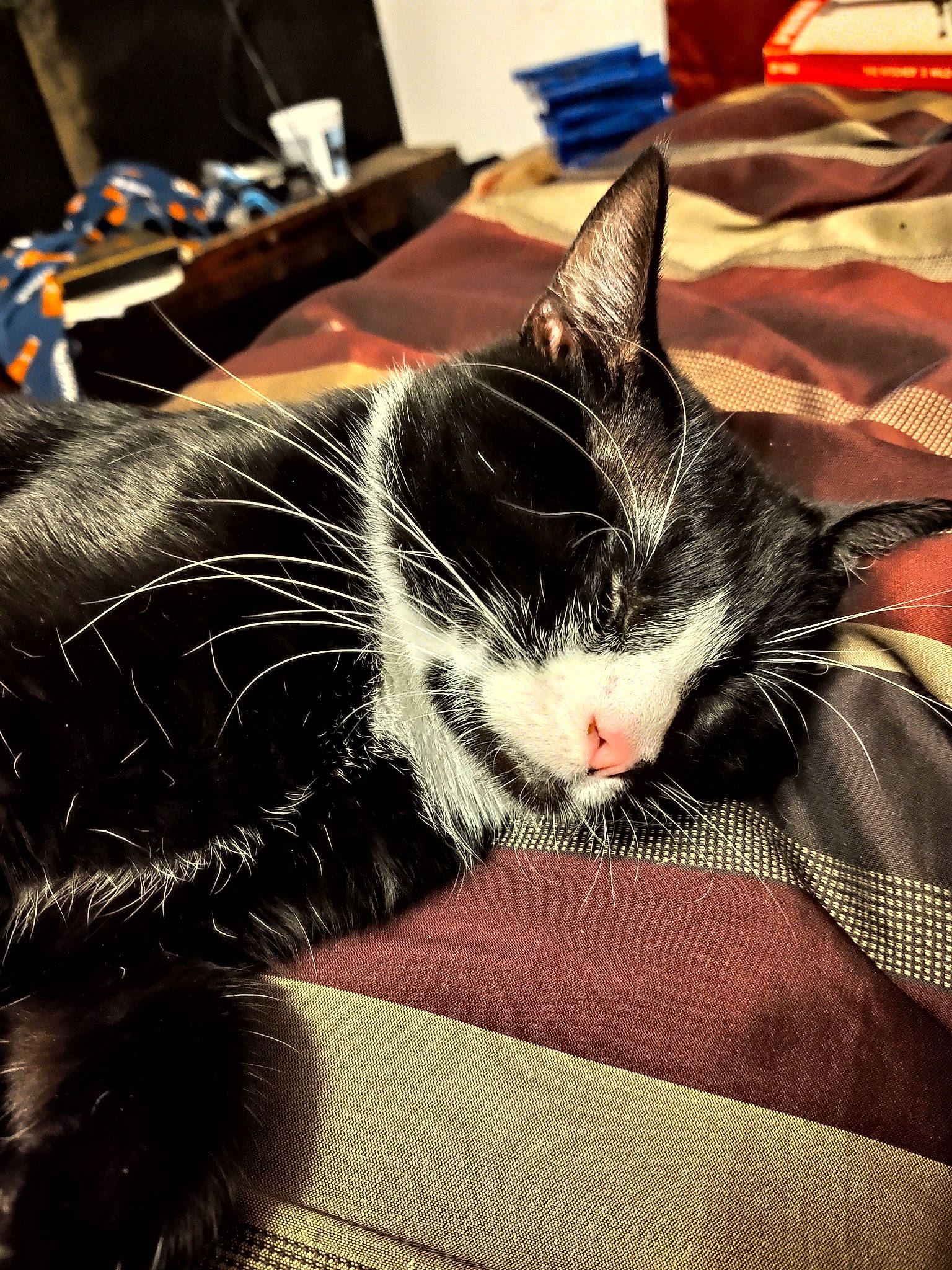 Lightning joined the competition — help win amazing prizes! american_shorthair, asian, black_cat, carnivore, cat, domestic_short_haired_cat, ear, felidae, fur, kitten, small_to_medium_sized_cats, snout, whiskers