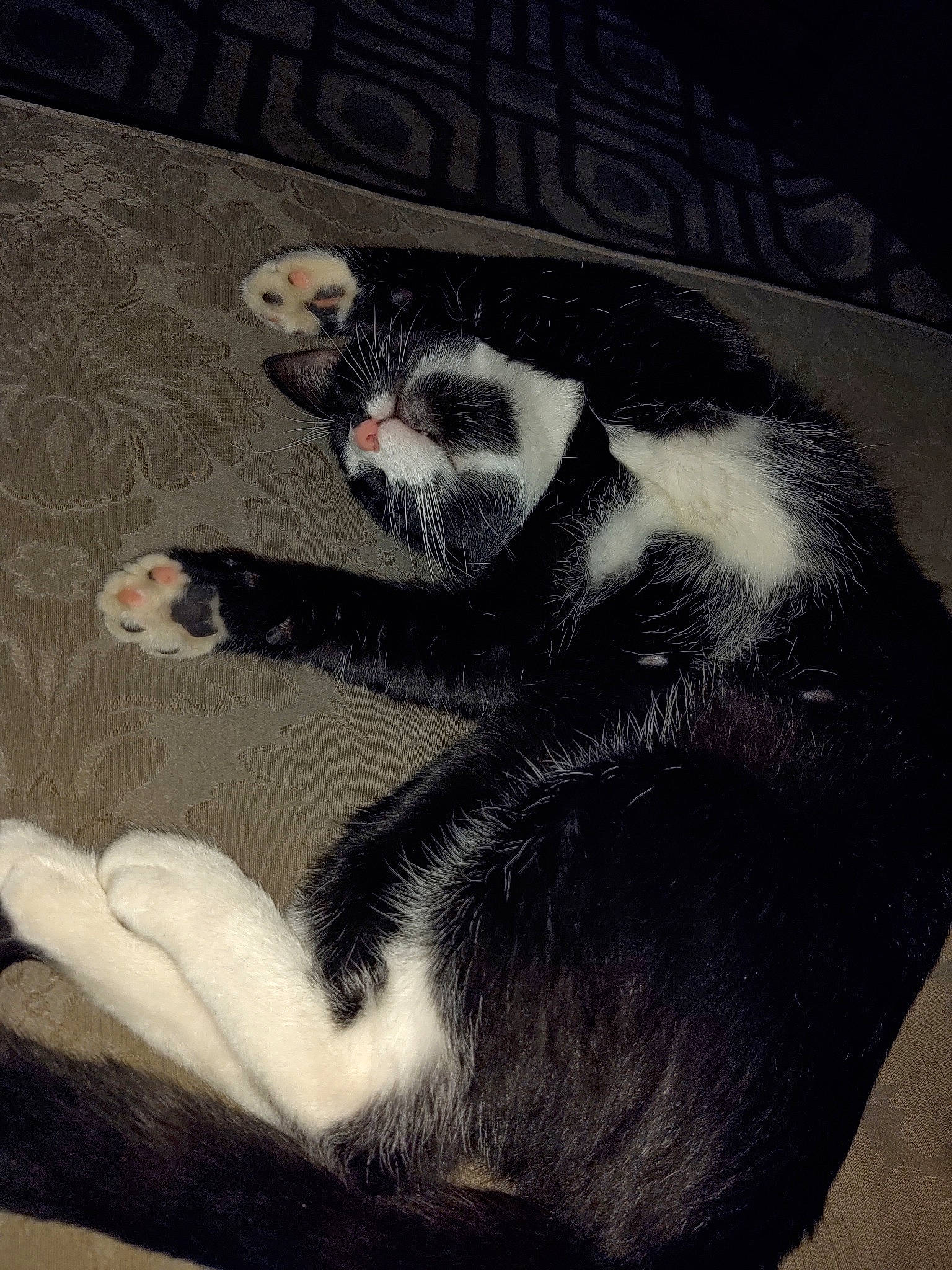 Lightning joined the competition — help win amazing prizes! carnivore, cat, claw, felidae, fur, paw, small_to_medium_sized_cats, snout, tail, whiskers