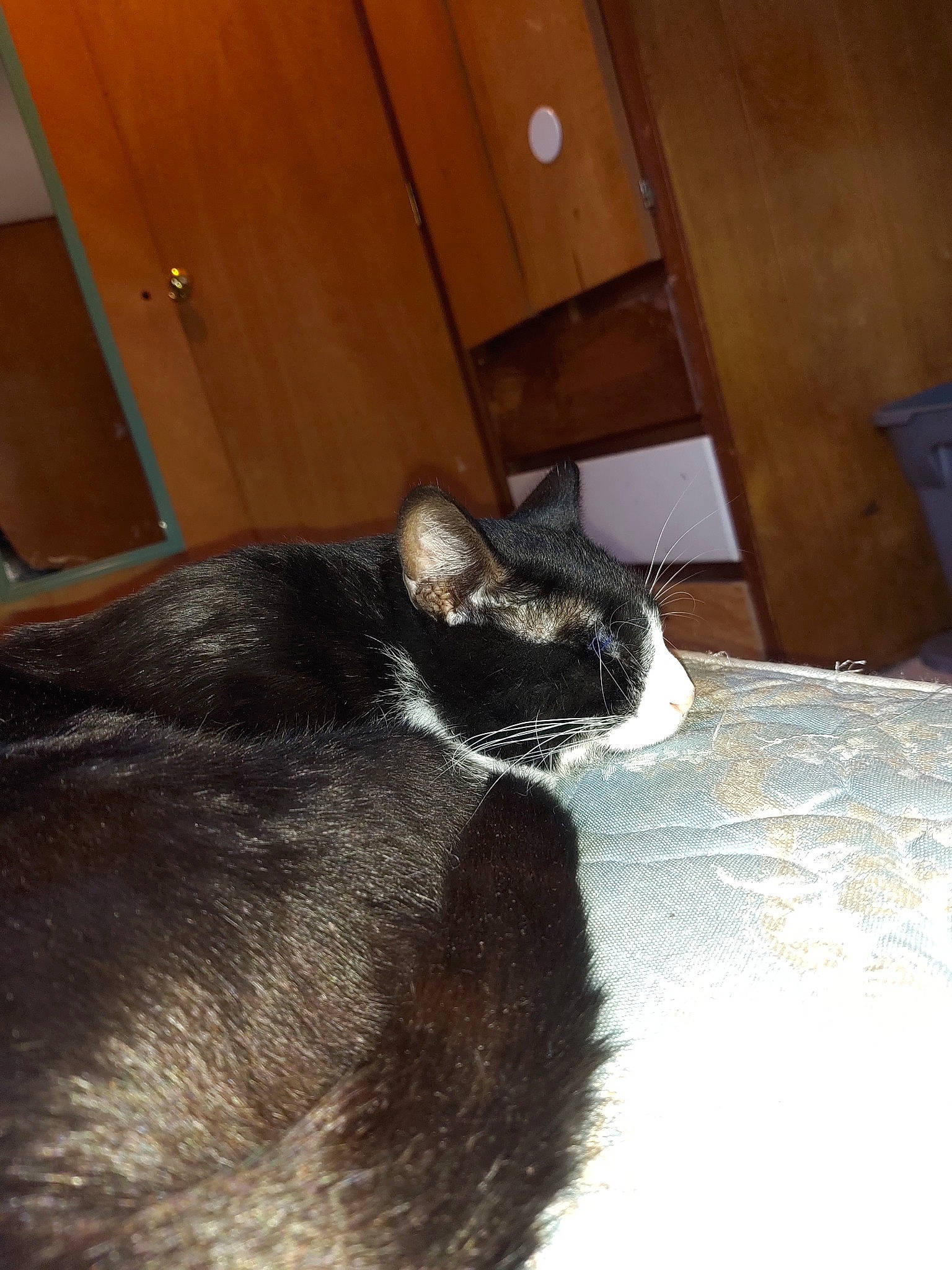 Lightning is registered to the contest to win money with this photo: black_cat, carnivore, cat, domestic_short_haired_cat, ear, felidae, fur, small_to_medium_sized_cats, snout, tail, whiskers