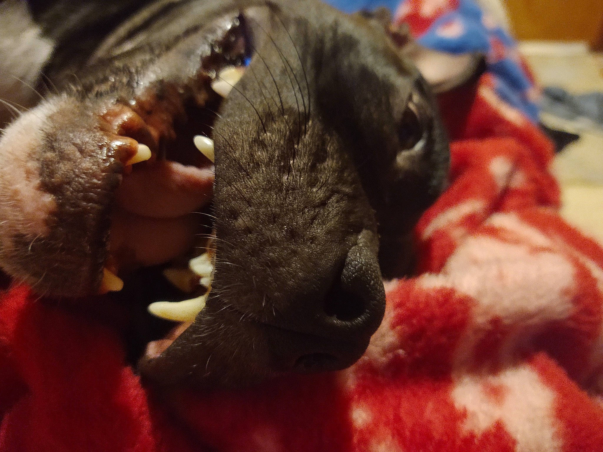 Sasha is registered to the contest to win money with this photo: canidae, carnivore, claw, nose, puppy, snout