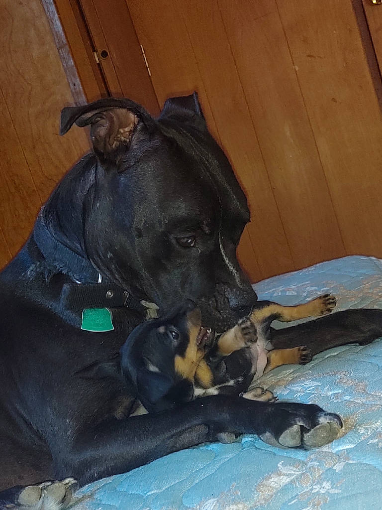 Sasha joined the competition — help win amazing prizes! canidae, carnivore, dog, dog_breed, guard_dog, non_sporting_group, patterdale_terrier, snout, sporting_group