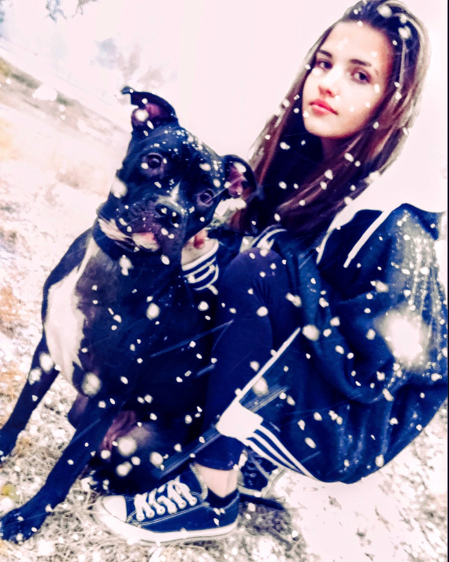 Sasha is registered to the contest to win money with this photo: canidae, carnivore, companion_dog, dog, electric_blue, non_sporting_group, photo_shoot, snow, winter
