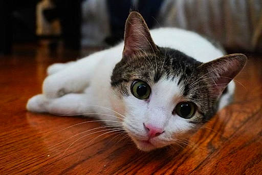 Leo is registered to the contest to win money with this photo: carnivore, cat, domestic_short_haired_cat, eye, felidae, flooring, fur, hardwood, head, iris, nose, paw, plank, small_to_medium_sized_cats, snout, varnish, whiskers, wood, wood_flooring, wood_stain