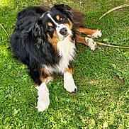 Liam participe au concours pour gagner de l'argent avec cette photo : dog, tricolor, australian_shepherd, fluffy_fur, white_markings, black_fur, brown_fur, grass, lawn, outdoor, pet, canine, lying_down, paws, head_tilt, looking_up, face, eyes, sunlight, closeup
