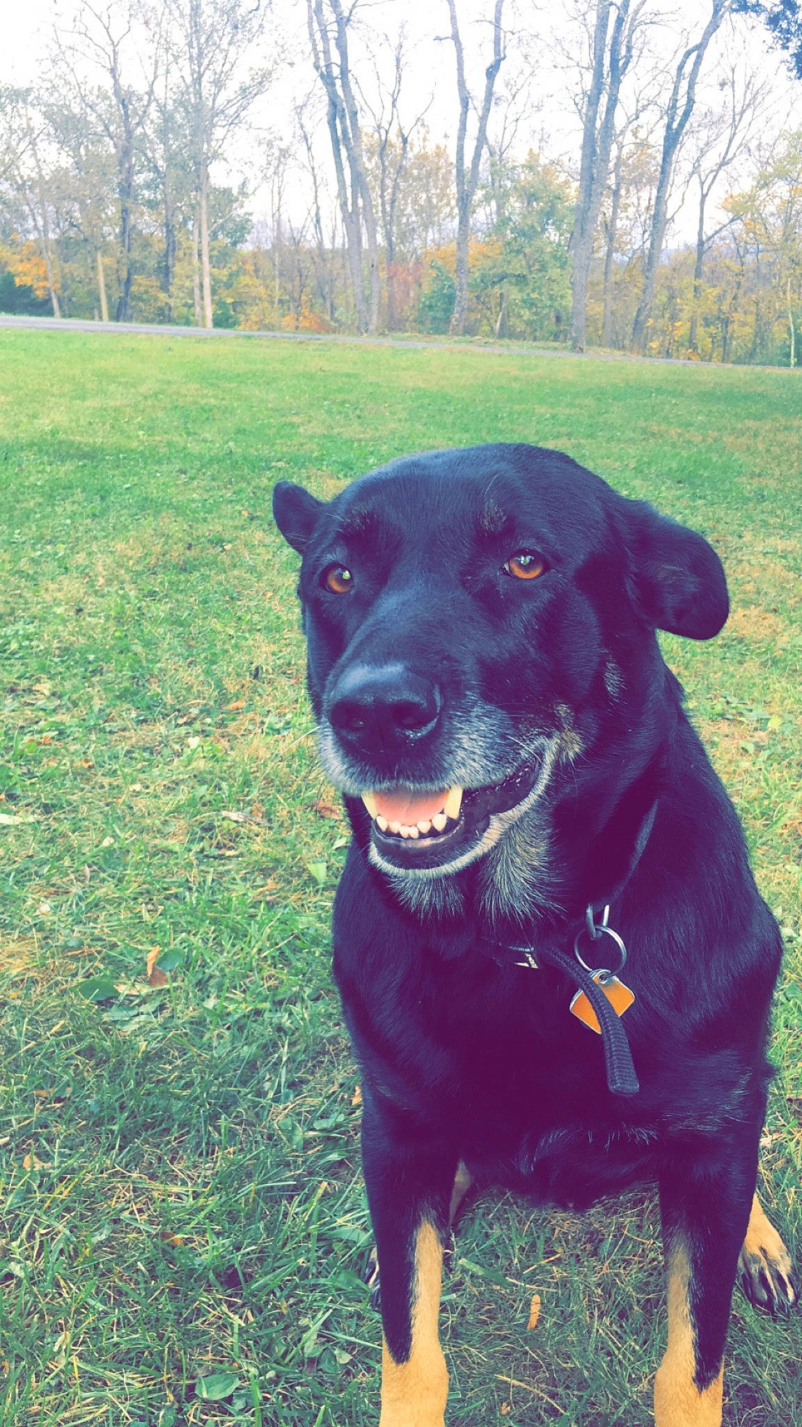 Rebel is registered to the contest to win money with this photo: borador, carnivore, collar, companion_dog, dog, dog_breed, dog_collar, grass, gun_dog, leash, personal_protective_equipment, plant, retriever, sky, smile, snout, sporting_group, tree, whiskers, working_animal