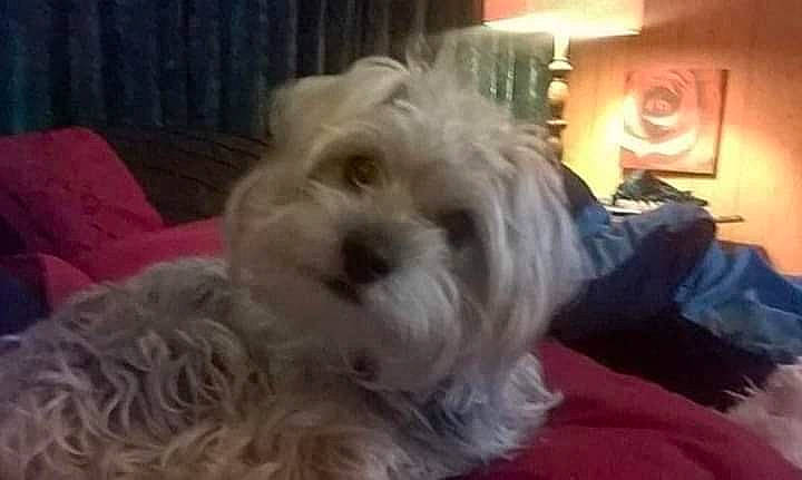 Walter is registered to the contest to win money with this photo: canidae, carnivore, companion_dog, dog, dog_breed, fur, maltepoo, non_sporting_group, shih_poo, small_terrier, snout, sporting_group, terrier, toy_dog, water_dog, working_animal, yorkipoo