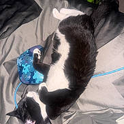 Batman is registered to the contest to win money with this photo: bed, bedding, bedroom, black_and_white, blue_cable, cat, domestic_animal, feline, fur, game_controller, gaming, indoor, lying_down, pet, photograph, playful, relaxed, sprawled, toy, whiskers