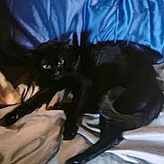 Jinx is registered to the contest to win money with this photo: animal, bed, beige_sheet, black_cat, blue_sheet, cat, couch, cozy, domestic_animal, eyes, feline, fur, indoor, looking, pet, relaxing, resting, rumpled_sheet, sleeping_area, soft_lighting