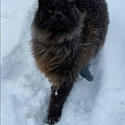 Smokey is registered to the contest to win money with this photo: cat, snow, animal, outdoor, winter, fluffy, fur, walking, nature, cold, mammal, pet, black_cat, green_eyes, snowflakes, background, daylight, wildlife, alone, feline