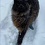 cat, snow, animal, outdoor, winter, fluffy, fur, walking, nature, cold, mammal, pet, black_cat, green_eyes, snowflakes, background, daylight, wildlife, alone, feline